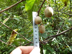 Actinidia