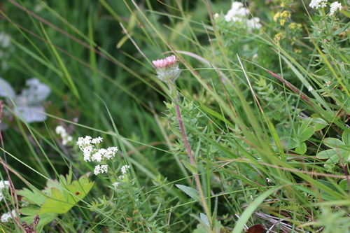 Image of Erigeron borealis by (c) Rhonda Ridley, some rights reserved (CC BY-SA)