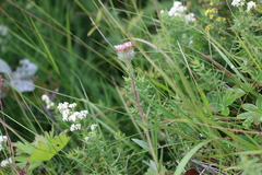 Erigeron borealis