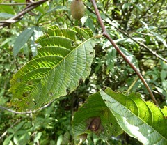 Actinidia