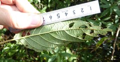 Actinidia