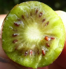 Actinidia