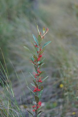 Grevillea dimorpha