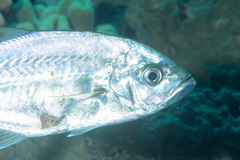 Craterognathus plagiotaenia