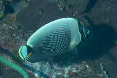 Chaetodon reticulatus