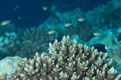 Pycnochromis vanderbilti