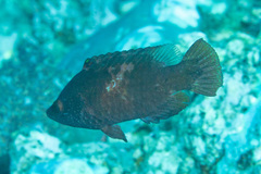 Cheilinus oxycephalus