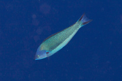 Pseudocoris yamashiroi