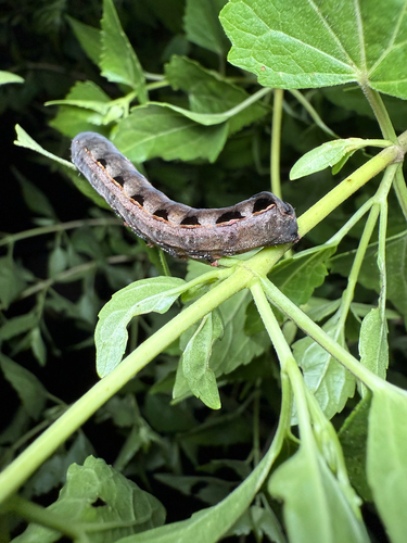 Velvet Armyworm Moth photo 4