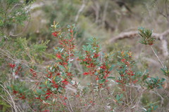 Grevillea dimorpha