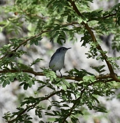 Polioptila lembeyei