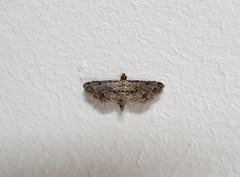 Sufetula