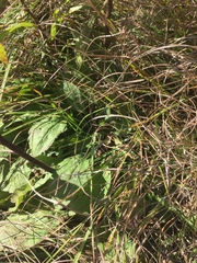 Solidago puberula puberula