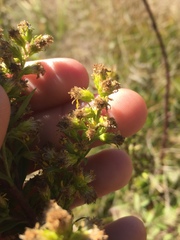 Solidago puberula puberula