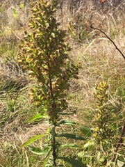 Solidago puberula puberula