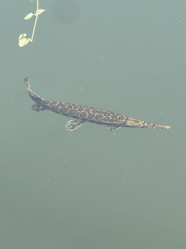 Spotted Gar, Ohio, US, photo 8 of 10