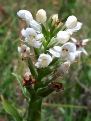Habenaria monorrhiza