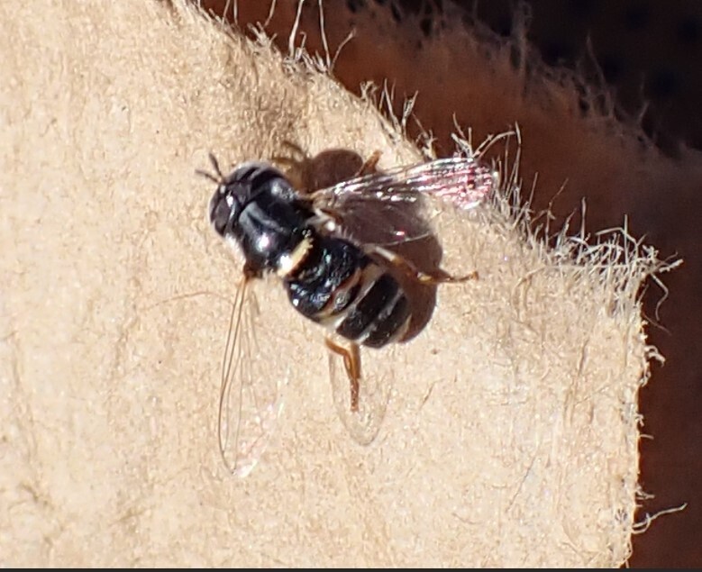 Paragus pusillus