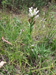 Habenaria monorrhiza