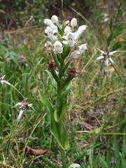 Habenaria monorrhiza