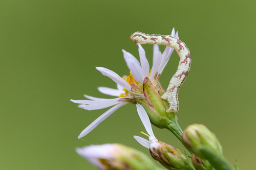 Wormwood Pug, Goedereede, Nederland, photo 4 of 10