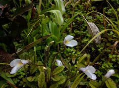 Mazus radicans