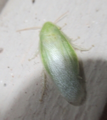 Panchlora nivea