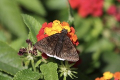 Erynnis tristis