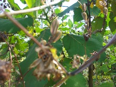 Dioscorea galeottiana