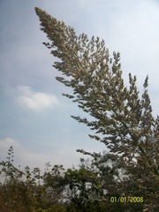 Muhlenbergia robusta