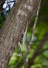 Anolis litoralis