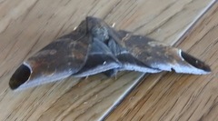 Pindara illibata