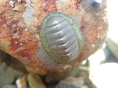 Chiton glaucus