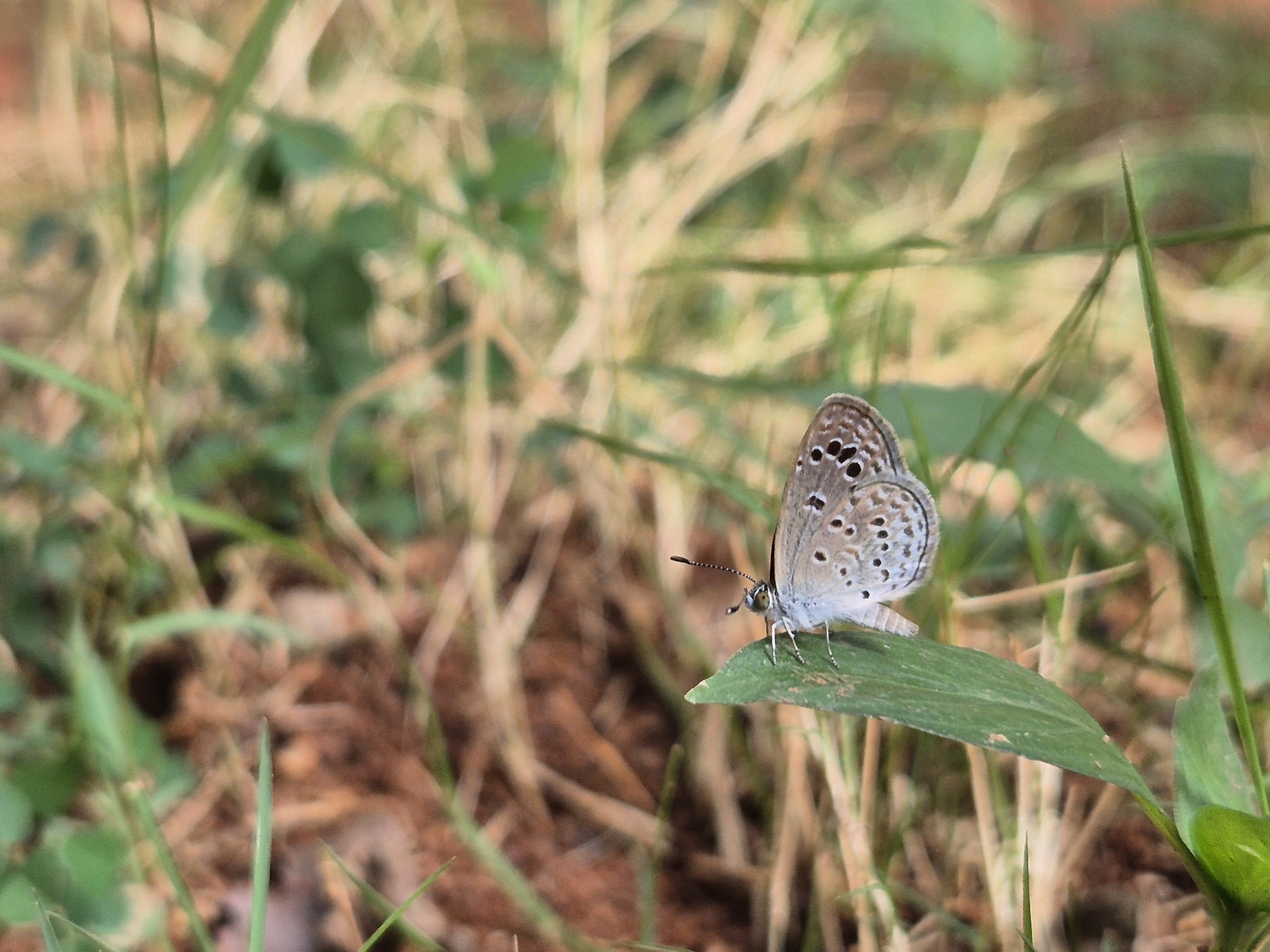 Lesser Grass Blue