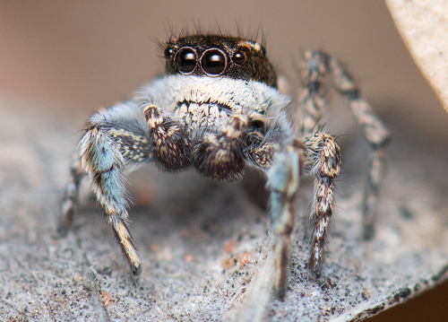 Habronattus cognatus