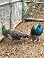 Pavo cristatus