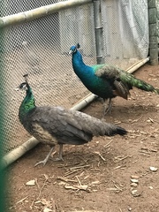 Pavo cristatus