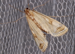 Strepsinoma foveata