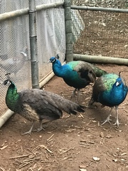 Pavo cristatus