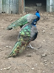 Pavo cristatus