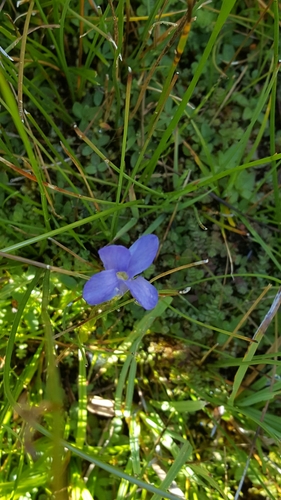 Gentianopsis simplex