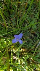 Gentianopsis simplex