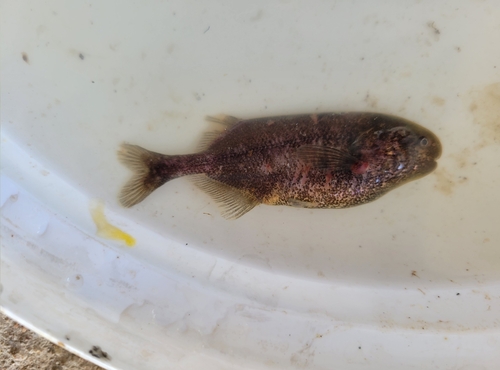 Dark stonebasher (Pollimyrus nigricans) — Mormyridae