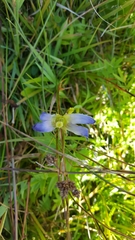 Gentianopsis simplex