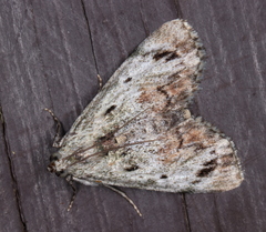 Enchesphora recurvalis