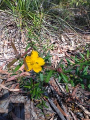 Hibbertia marginata