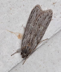 Phloeograptis