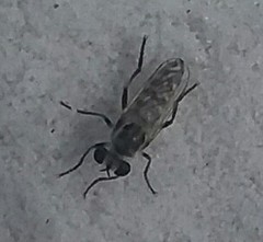 Laphystia