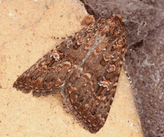 Hypoperigea tonsa