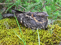 Caprimulgus poliocephalus